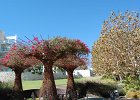DSC 0299