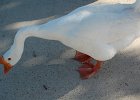 DSC 0004