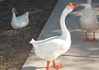 DSC 0005