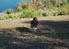 DSC 0007