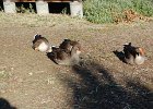 DSC 0008