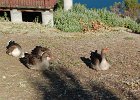 DSC 0009