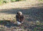 DSC 0017