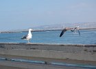 DSC 0035