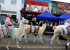 Llamas